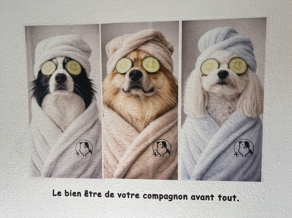 impression murale salon canin sur crépis